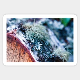 Lichen on a birch tree stump Sticker